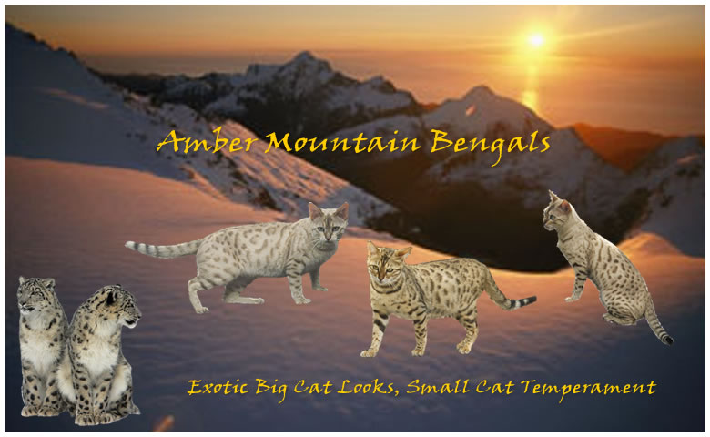 Amber Mountain Bengals - Exotic Big Cat Looks, Small Cat Temperament